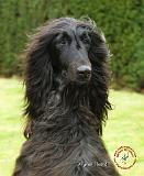 Afghan Hound 9T072D-067